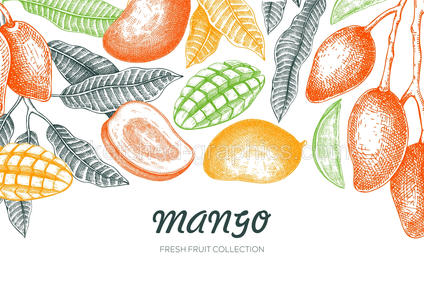 Mango fruit border design. Tropical background. Ripe mango sketch, hand-drawn vector illustration. Juice packaging, exotic plant banner, print. NOT AI generated Illustration